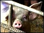 Pig on a farm in Hook, East Yorkshire