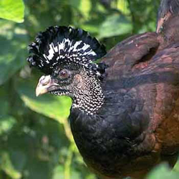 Hocofaisán