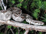 Boa