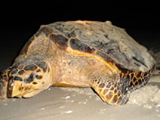 Tortuga de carey