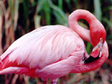 Fauna