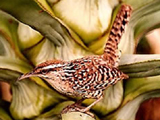 Matraca