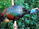 Pavo de monte