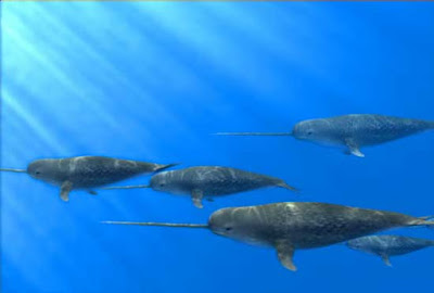 Ubuntu 11.04 Natty Narwhal