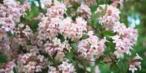 Parece una hortensia, pero florece cuando llega el otoño: el arbusto fácil de cuidar que llena de flores el jardín