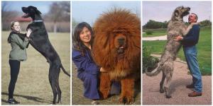 Los perros más grandes del mundo