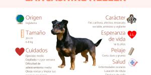 Lancashire heeler