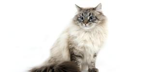 Gato neva masquerade