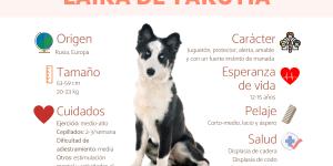 Laika de Yakutia o Yakutskaya laika