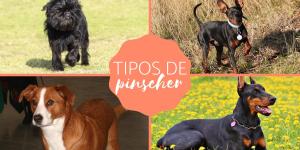 Tipos de Pinscher