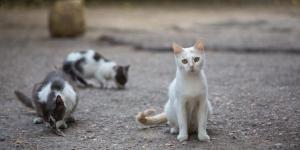 Como ajudar gatos de rua?
