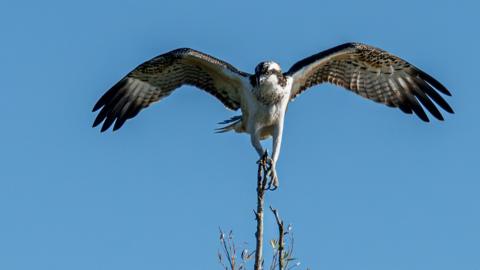 An osprey sits on the top of the branches of a tree. It has its wings outstretched before a blue sky