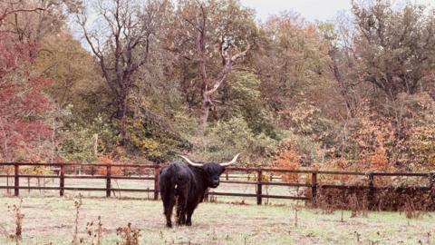 A black cow with long horns stands in a field, turning around to look at the camera. There is a wooden fence and behind a wooded area with the leaves turning brown.
