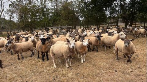 The image shows a flock of sheep with white fleeces. Some of them have black faces and some have white faces. They are standing in a field on brown, parched grass.