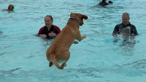 A labrador dog is leaping into a lido and another dog is peeping out with its paws over the side. There are lots of people in the pool with other dogs