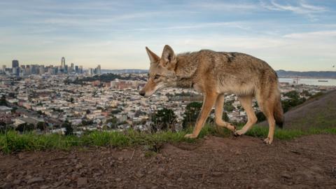 A coyote walks along a narrow dirt trail through grass and low vegetation in Bernal Heights Park, with San Francisco and the bay visible in the background.