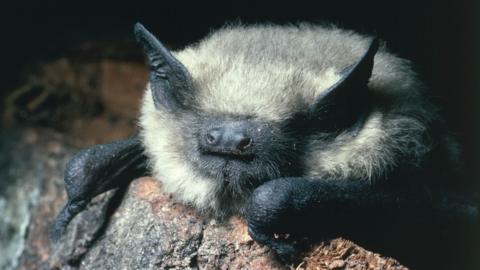 A close up photograph of a common pipistrelle bat. It has a black face with prominent nostrils and black pointed ears poking through grey and white fur.