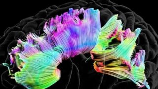 Brain illustration
