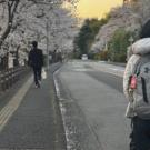 People on a street lined with cherry blossoms