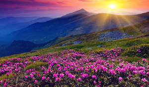 Des fleurs violettes fleurissent sur une crête montagneuse au coucher du soleil avec des sommets en couches au loin. — Printemps Fonds d'écran