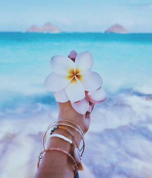 Mão segurando uma flor branca de frangipani em uma praia tropical com água turquesa. — Flor Papéis de Parede