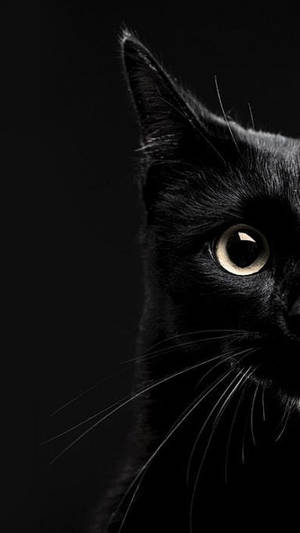 Close-up van het gezicht van een zwarte kat met één gloeiend oog tegen een donkere achtergrond. — Kat Achtergronden