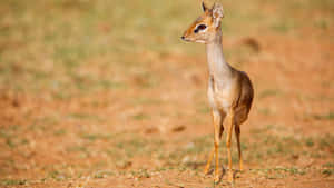 A small dik-dik stands in a dry grassy savanna under bright sunlight. — Deku Wallpaper