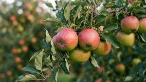 Cluster of ripe red and green apples hanging from a tree branch in an orchard. — Fruit Wallpaper
