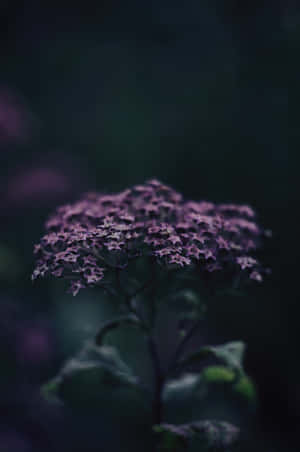 A close-up of a purple flower cluster in a dark, moody setting. — Authentic Wallpaper