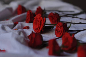 Red roses with thorns on a white textured fabric surface. — Authentic Wallpaper