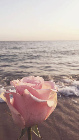 Pink rose on beach with ocean waves at sunset — Authentic Wallpaper