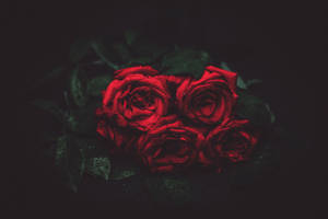 Cluster of red roses with dew drops on dark green leaves against black background — Rose Wallpaper