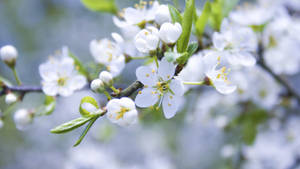 Close-up van witte voorjaarsbloemen met groene bladeren aan een tak. — Lente Achtergronden