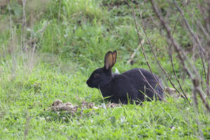Black rabbit resting in grassy field with bare branches — Rabbit Wallpaper