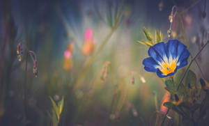 A blue and yellow wildflower glowing in a misty twilight meadow. — Glory Wallpaper