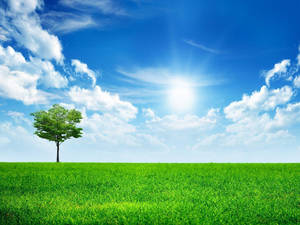 A single tree in a green field under a sunny blue sky with clouds. — Glory Wallpaper