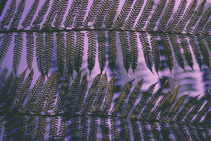Frondes de samambaia com veios dourados em um fundo roxo. — Planta Papéis de Parede