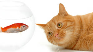 Gato laranja observando peixinho dourado em tigela de vidro sobre superfície branca — Animal Papéis de Parede