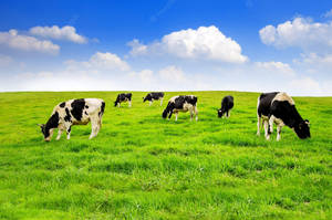 Vacas pretas e brancas pastando em um campo verde exuberante sob um céu azul claro. — Erva Papéis de Parede