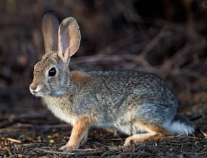 A desert cottontail rabbit standing on dry ground in natural habitat. — Rabbit Wallpaper