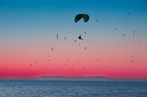 Parapente e bando de pássaros voando sobre o oceano ao pôr do sol. — Relaxe Papéis de Parede