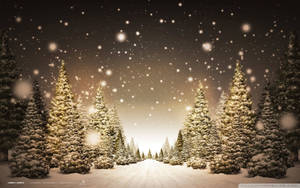 Snow-covered pine trees line a path under a starry night sky with glowing lights. — Holiday Wallpaper