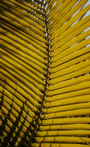 Vibrante folha de palmeira amarela com luz solar e sombras criando um padrão natural. — Amarelo Papéis de Parede