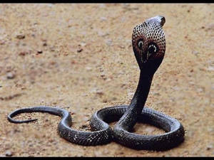Eine schwarze Kobra mit erhobener Haube auf trockenem Sand. — Wild Wallpaper