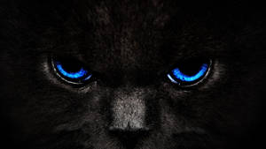 Gros plan d'un chat noir avec des yeux bleus lumineux dans l'obscurité. — Dark Fonds d'écran