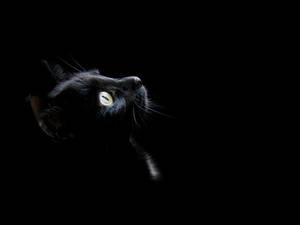 La tête d'un chat noir avec un œil jaune brillant sur fond sombre. — Dark Fonds d'écran