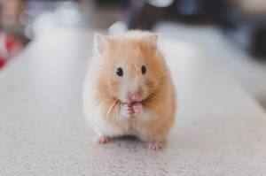 Hamster dourado e fofo mordiscando algo dentro de casa em uma superfície salpicada. — Animal Papéis de Parede