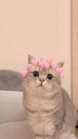Un gato gris con gráficos de corazones rosas alrededor de la cabeza sentado en un sofá. — Fotos de perfil Imágenes
