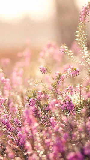 Flores de urze rosa banhadas pela luz dourada do sol com fundo suave e desfocado. — Flor Papéis de Parede