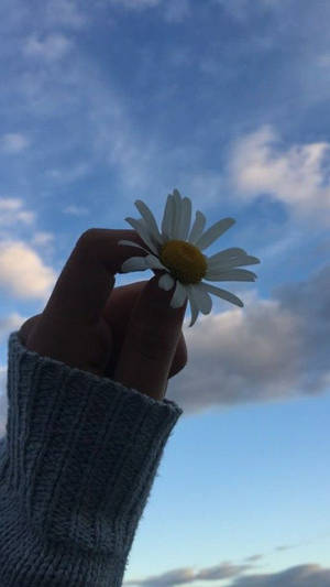 Mão segurando uma margarida contra um céu azul com nuvens — Flor Papéis de Parede